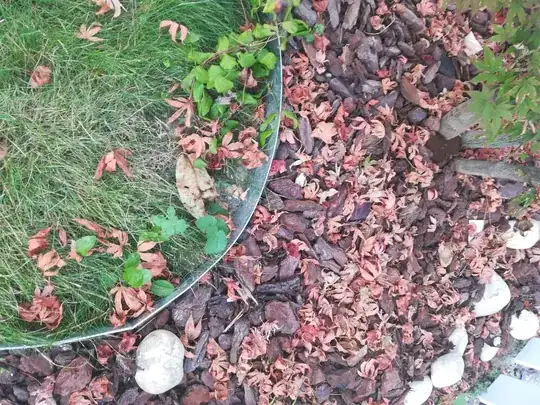 Dropped leaves