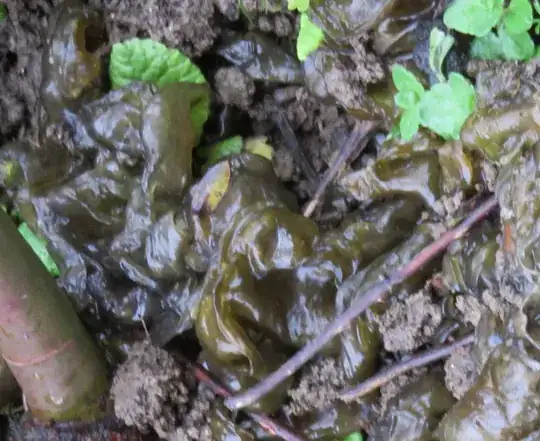 Slimy green-brown mass