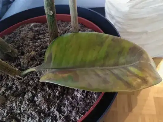 fallen leaf