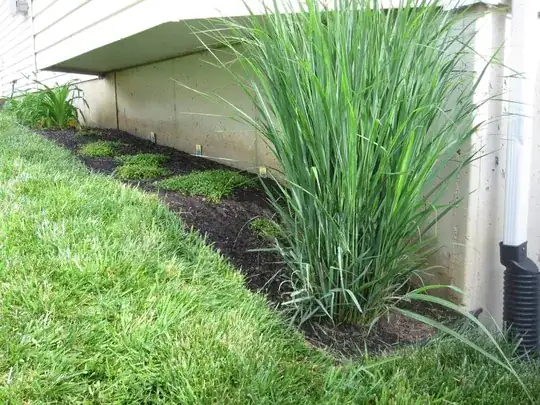 Mazus groundcover