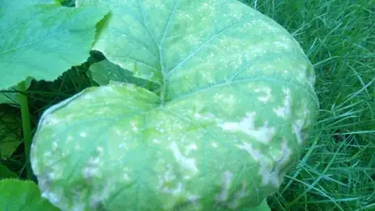 Pumpkin Plant
