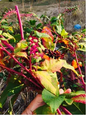 unidentified plant