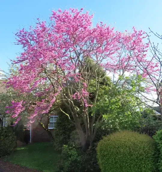 Pink tree/shrub main view