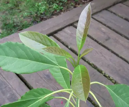 Avocado new growth