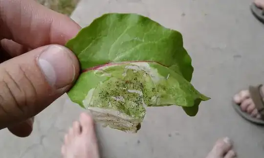 Top after popping