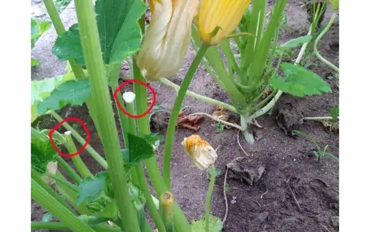 Zucchini 1