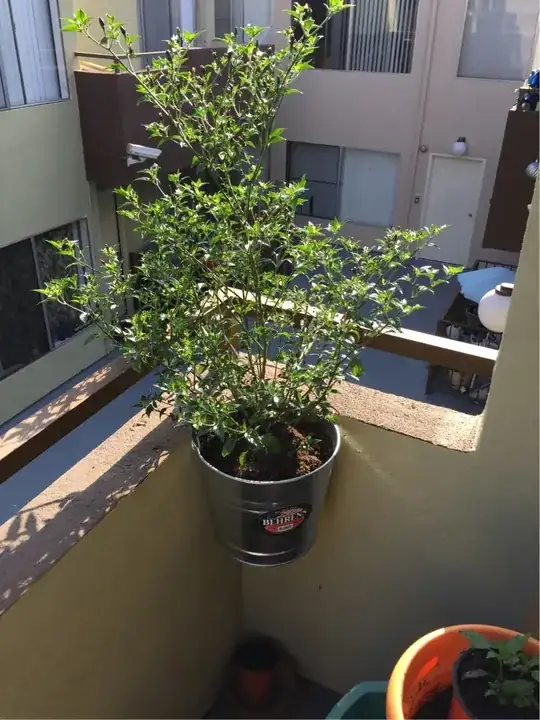 My Wife's Plant