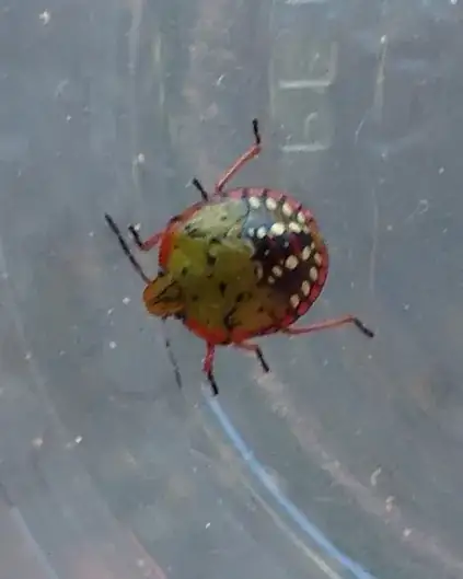 beetle