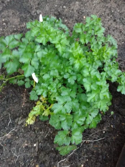 Parsley
