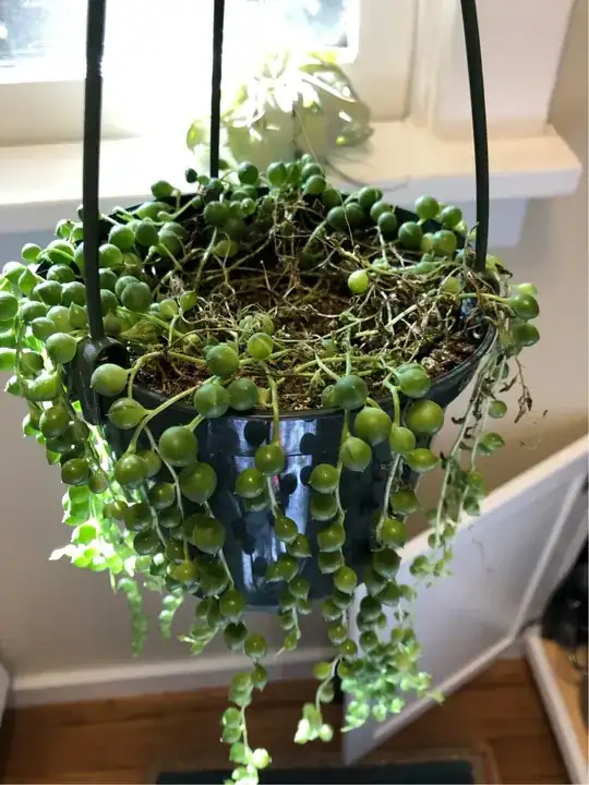 stringofpearls