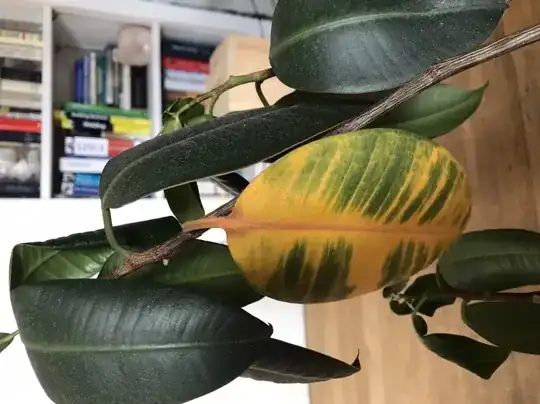 yellow leaf