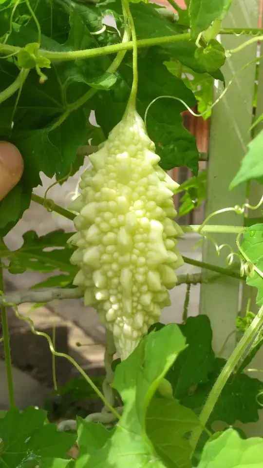 Photo of the young fruit