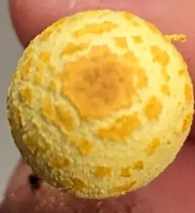 yellowish mushroom cap with darker orangy yellow spots