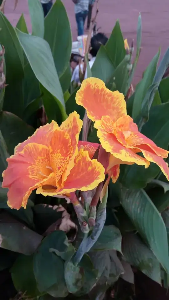 the image attached is of the flower plant that i want to, well, plant