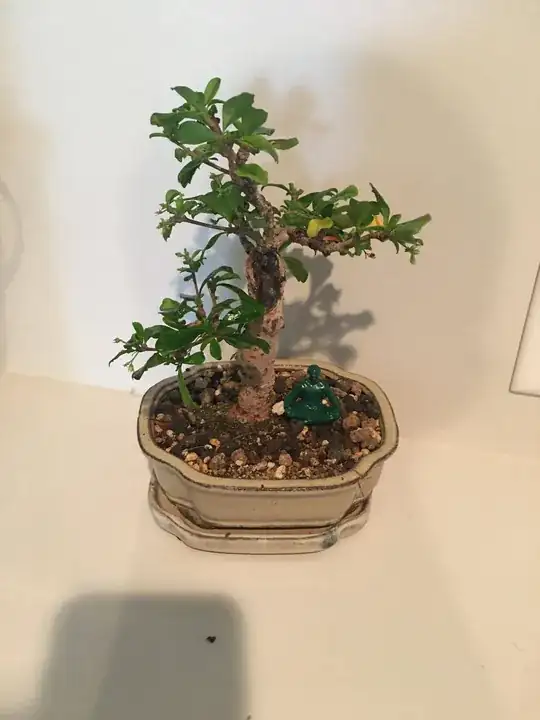 happier tree