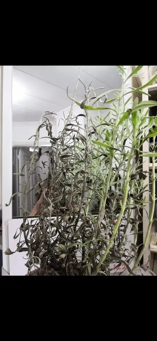  Sick lavender plant