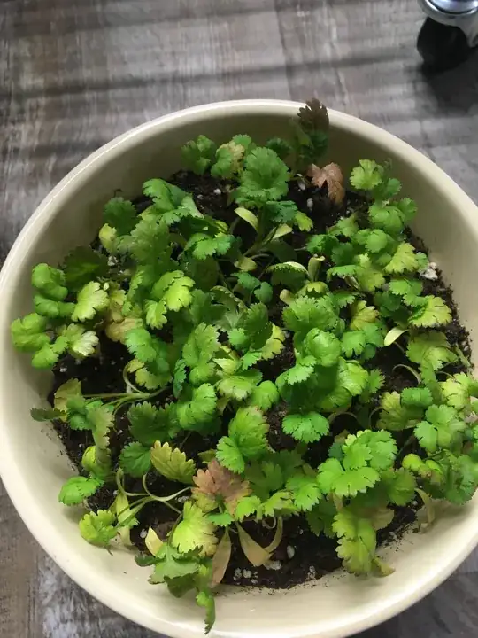 5 week old cilantro yellow purple