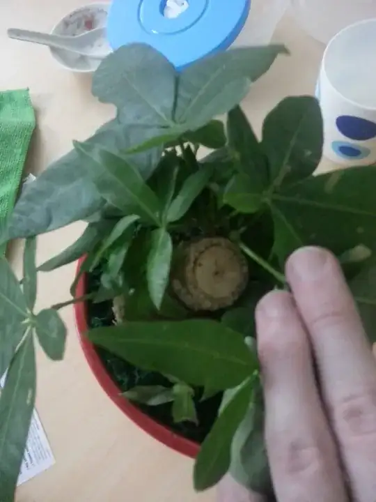 Close up of bonsai leaves
