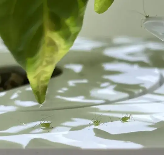 Four bugs having a good time on my click and grow 3 pods