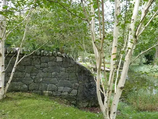Silver Birch Jacquemontii