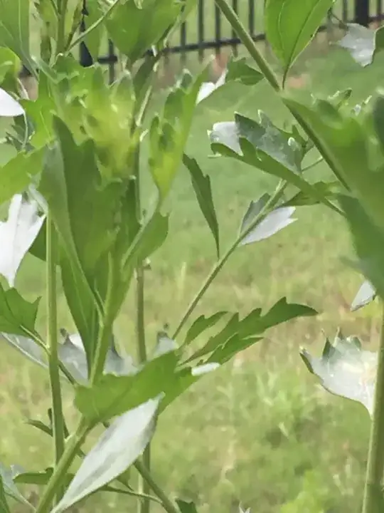 Closer Picture of leaves