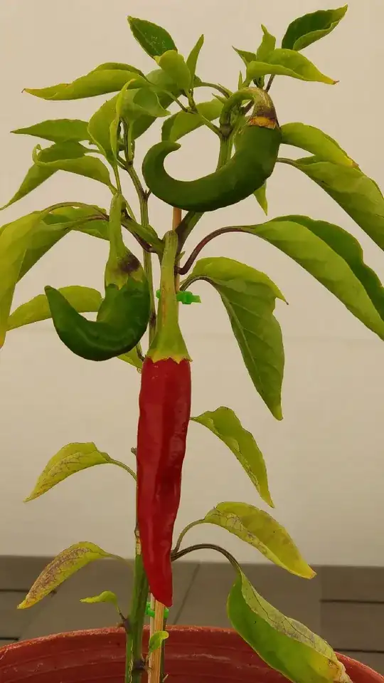 chilli plant