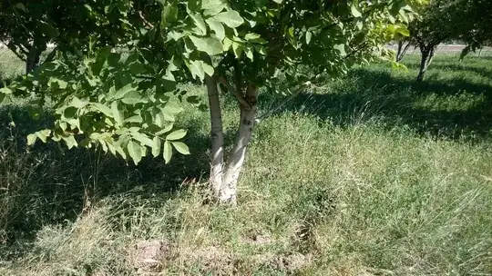 walnut tree double trunk