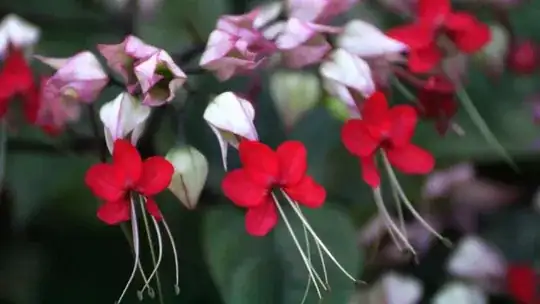 Flower 3