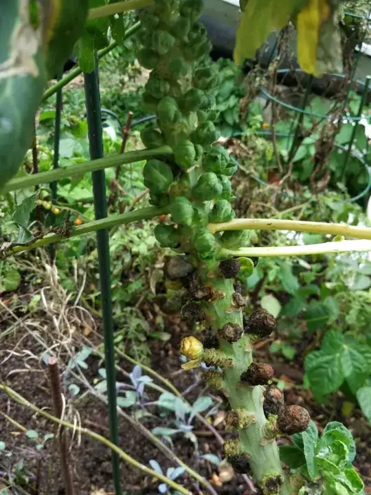Sprouts rotting