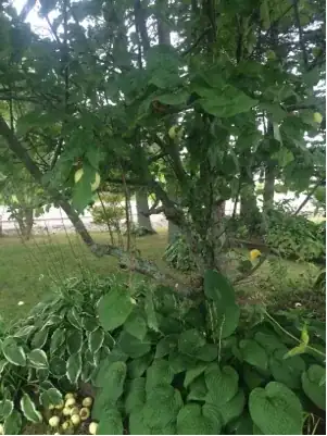 tree