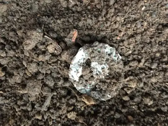 Moldy Tomato