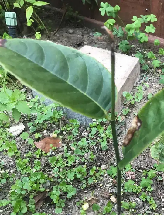 plant
