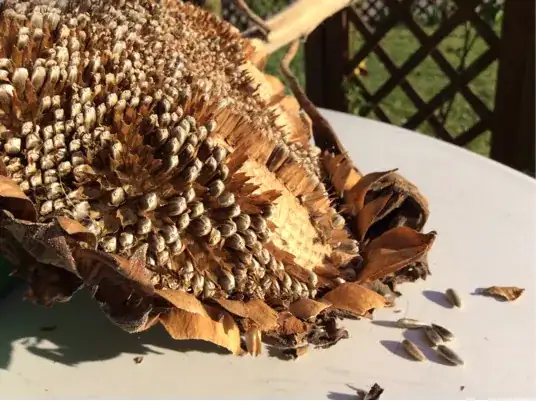 Seeds