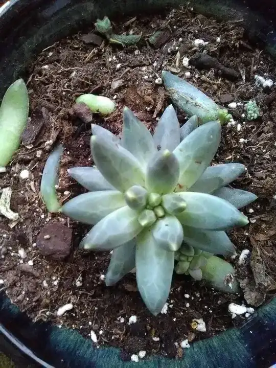 don't mind the baby succs everywhere, please
