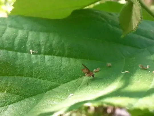 Tan flying insect
