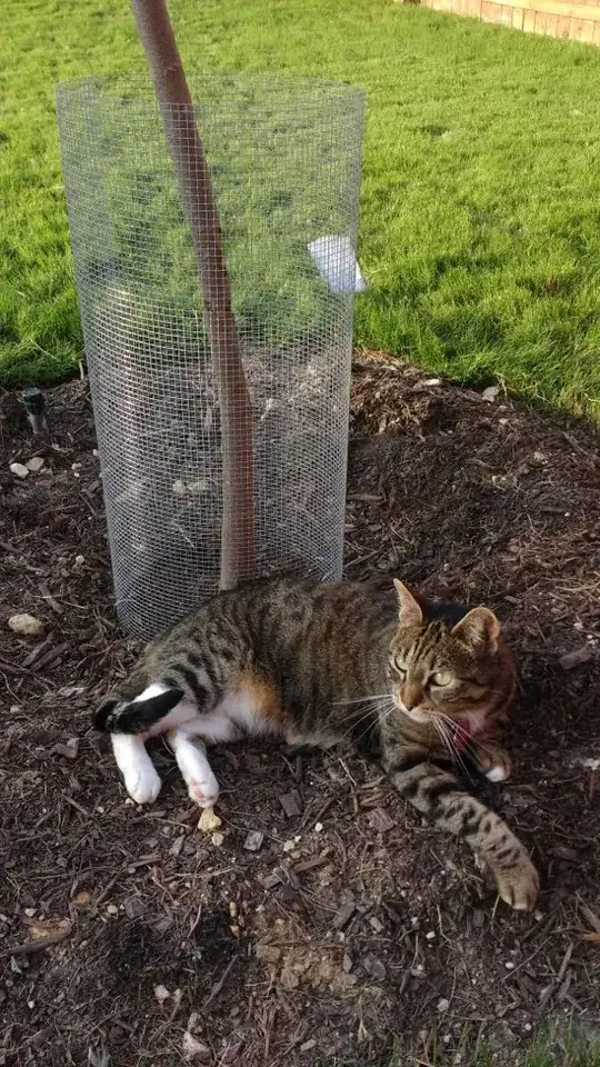 Cat Tree
