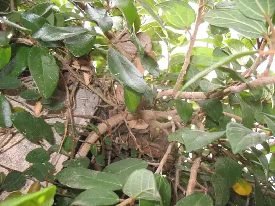 detailing vine/branch structure
