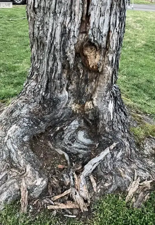 Maple tree looking diseased