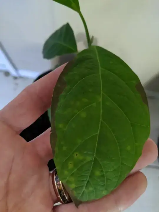 Brown tip and edges, plus spider mite damage