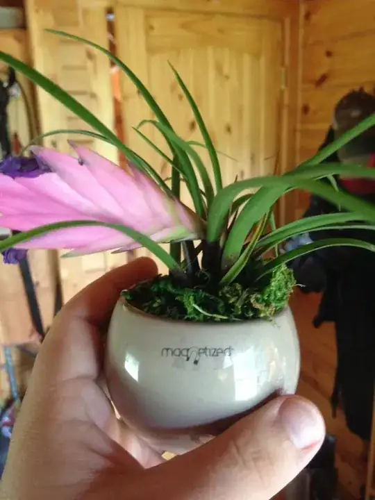 Mystery Plant