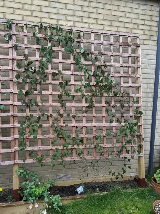 Clematis Montana
