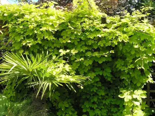 my golden hops vine