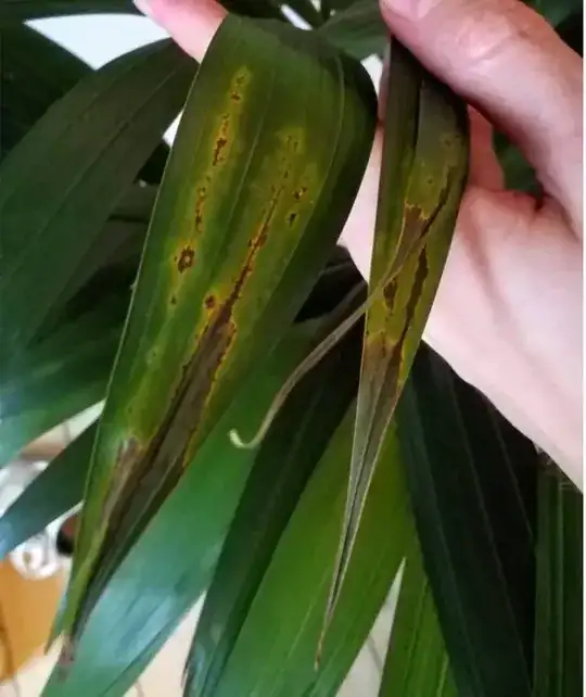 Brown/yellow spots