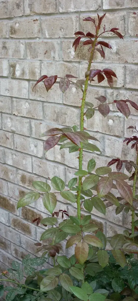close-up of one of the new vertical branches