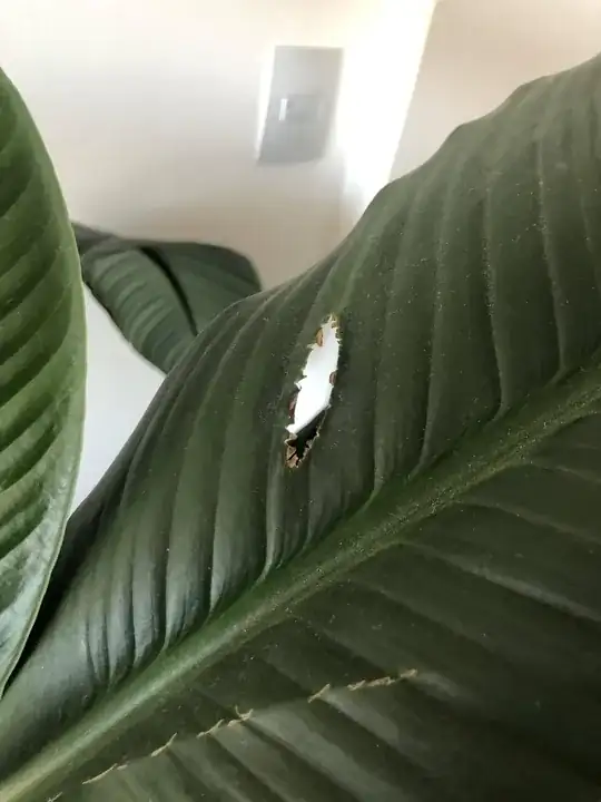 Seedling