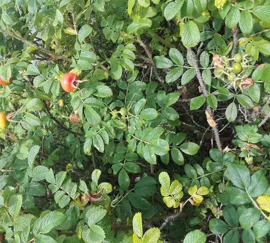 overall view of plant