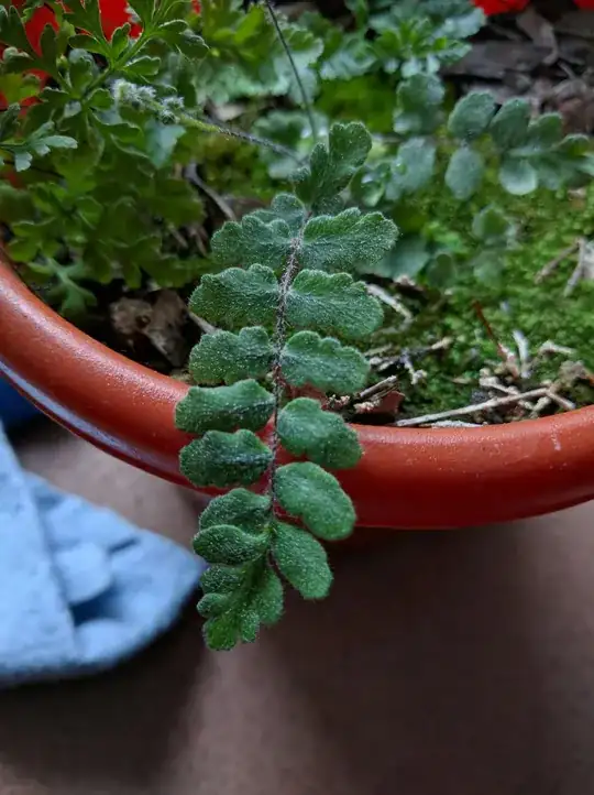 fern leaves