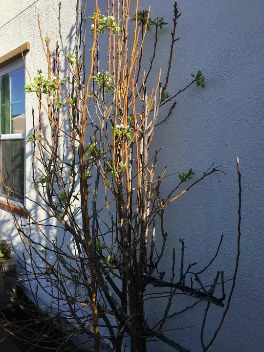 Pear Tree