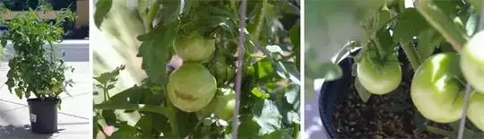 Tomatoes