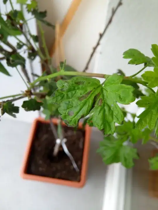 Black spots on goosberry leaves